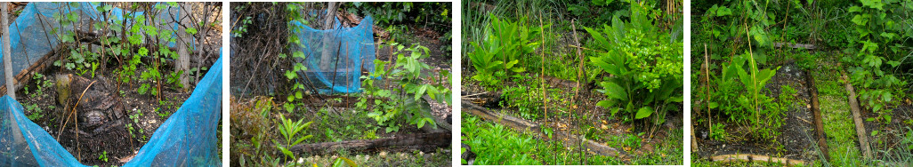 Images of tropical garden refreshed by rain