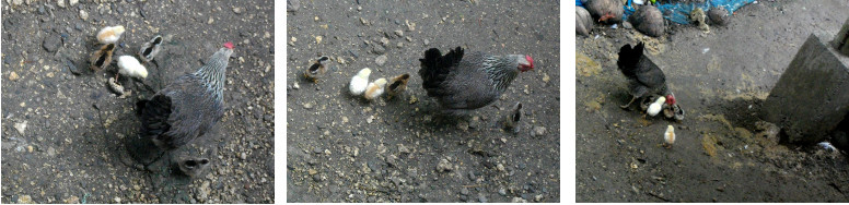 Images of hen with newly born chicks