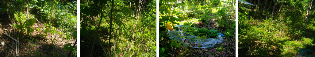 Images of area selected for new pig
        pens in tropical garden