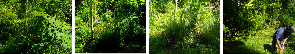 Images of tropical garden patches being trimmed