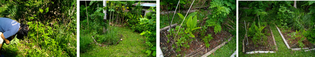 Images of trpical garden patches getting cleaned up