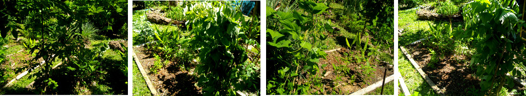 Images of tropical garden patches being tidied up