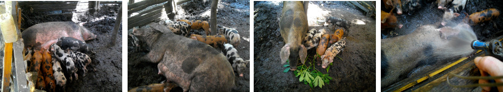 Imagesofsow with one month old piglets
        in tropical backyard