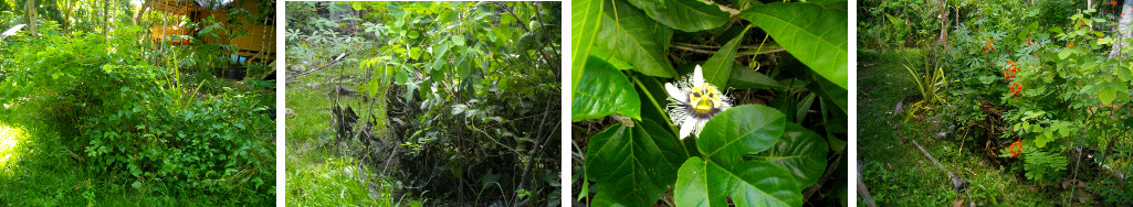 Images of passion fruit patch in tropical garden before
        and after tidyying up
