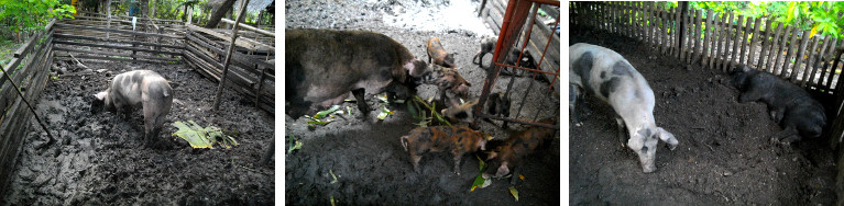 Images of peace in tropical backyard pig pens
