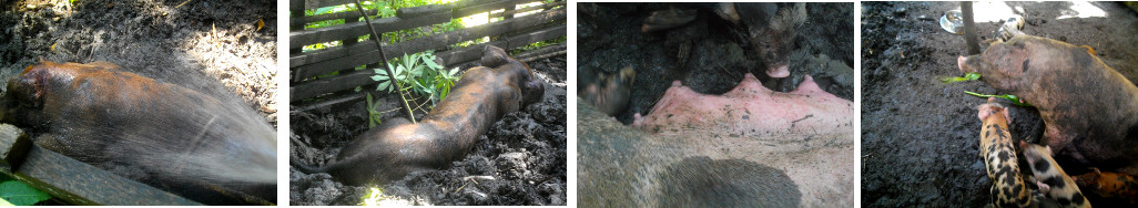 Images of boar and sow in tropical backyard pens