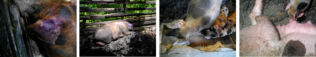 Images of boar and sow with piglets in
        tropical backyard