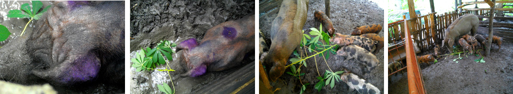 Images of boar and sow with piglets in
        a tropical backyard