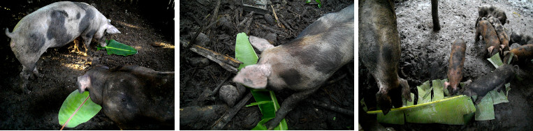 Images of tropical backyard pigs enjoying a snack