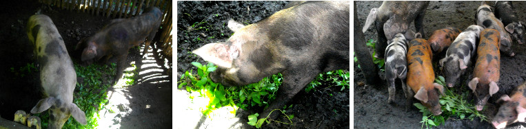 Images of tropical backyard pigs eating weeds from
        garden