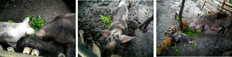 Images of tropical backyard pigs
        enjoying a snack
