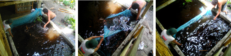 Images of two men dragging a net through a tropical fish
        pond