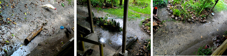 Images of light flooding in tropical garden