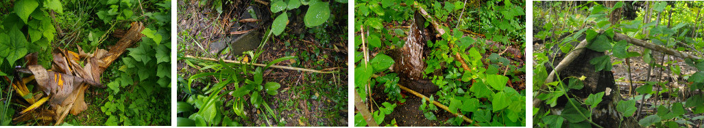 Images of garden plants fallen over because of tropical
        rain