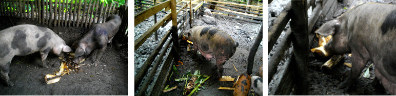 Images of tropical backyard pigs eating fallen
            banana tree