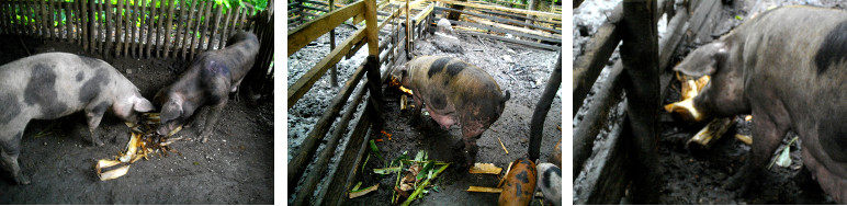 Images of tropical backyard pigs eating fallen
banana tree