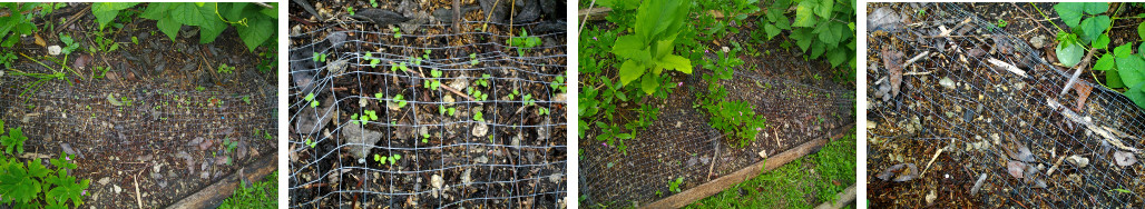 Images of some seeds sprouting in tropical garden