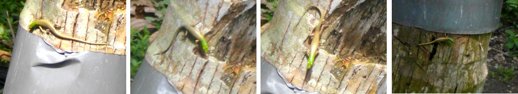 Images of skinks on a coconut tree