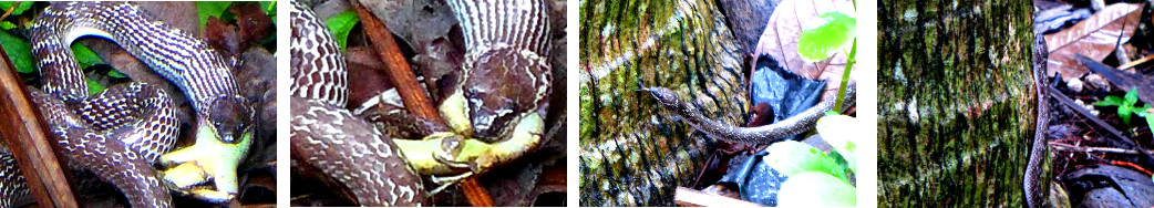 Images of snake in tropical garden