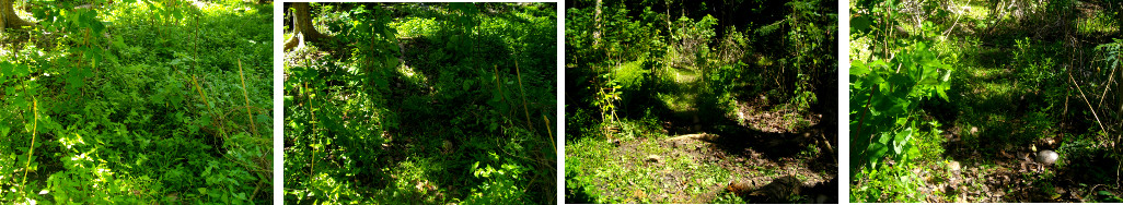 Images of unruly tropical garden being tidied up