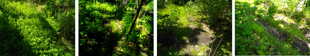 Images of tropical garden patches being rescued from the
        weeds