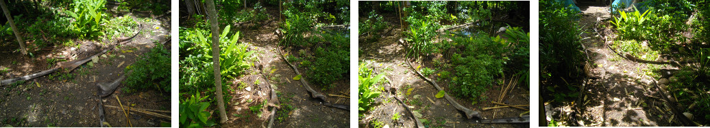 Images of tropical garden paths
          after cleaning up