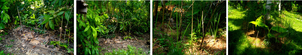 Images of newly planted tropical garden patches