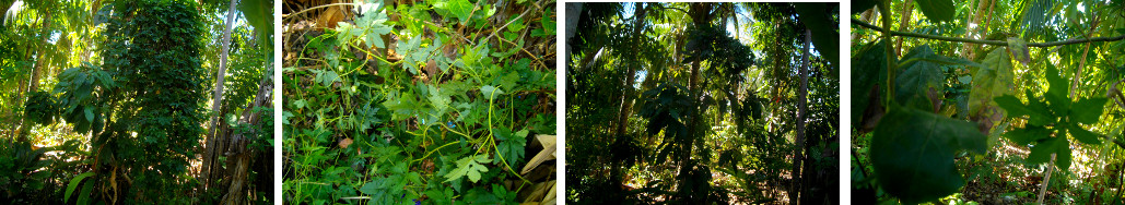 Images of Cobra Vine trimmed from Avocado tree