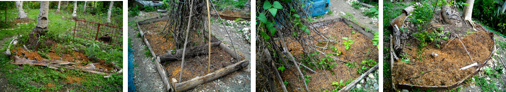 Images of tropical garden patches
        composted with organic material from pig pen