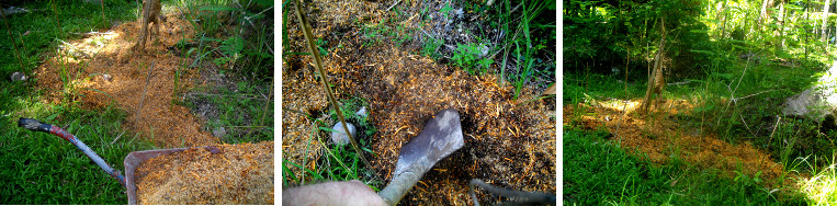 IMagesof tropical garden patch
        composted with organic material from pig pen