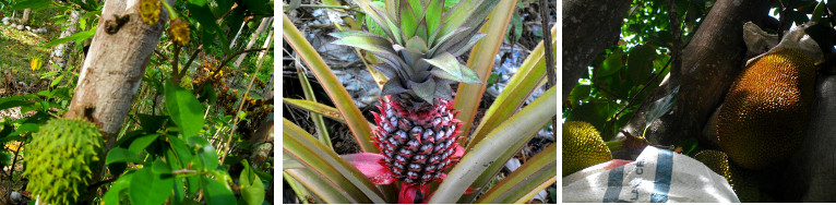 Images of Soursop, Pineapple and Jack
        Fruit growing