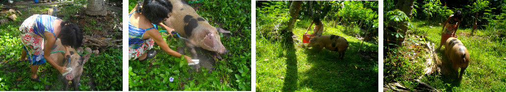 Images of a woman guiding an untethered pig in a
        tropical garden