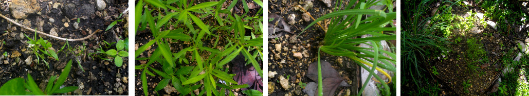 Images of herbs starting to grow in
        tropical garden