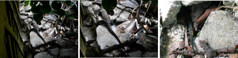 Images of Monitor Lizard