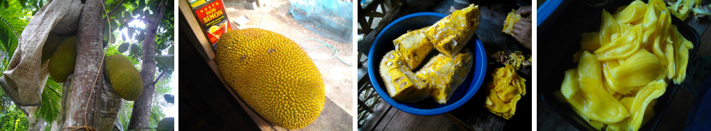 Images of Jackfruit (Nanka) after
        harvesting