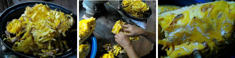 Images of Jackfruit (Nanka) after harvesting