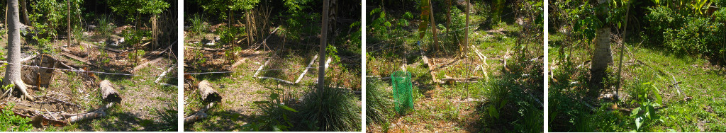 Images of tropical garden recovering from draought after
        recent rain