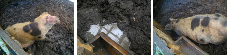 Images of pregnant pig, water trough and wallowing
          area