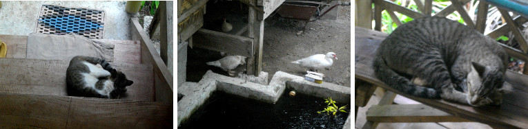 Images of animals sheltering from rain