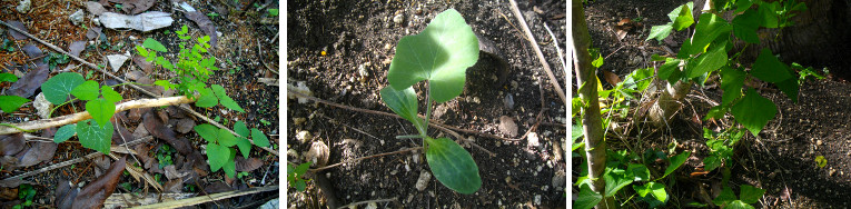 IMages of plants growing in tropical
        garden shortly after a period of drought