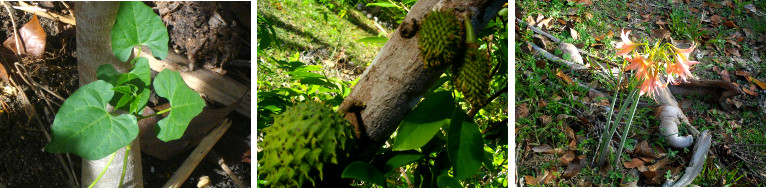 Images of plants growing in a tropical garden shortly
        after a drought