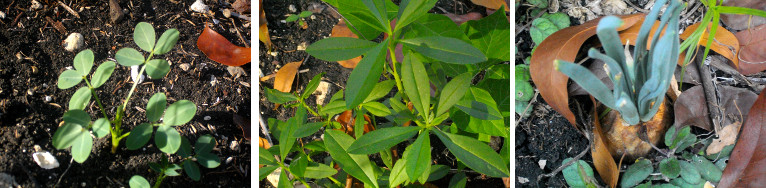 Images of tropical garden plants growing after a
        drought