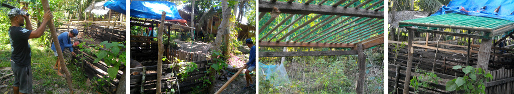 Images of net cinstruction as protection for pig pen
          against falling coconuts