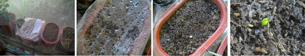 Images of small cactus shoot in a pot on a balcony