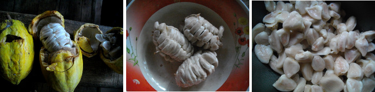 Images of cocao bean pods being opened so beans can be
        fermented