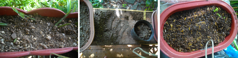 Images of balcony plants devastated by
        chickens