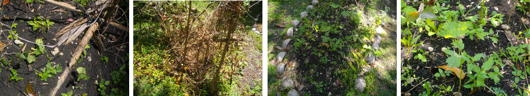 Images of plants trying to survive in hot tropical
          weather