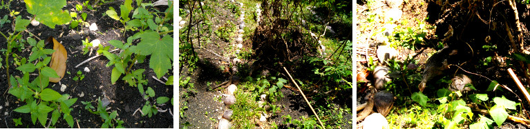 Images of plants in dry tropical weather