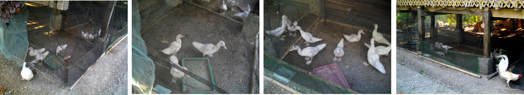 Images of young ducklings in fattening pen