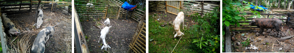 Images of pigs and goats in pens